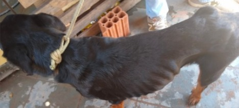 Cães das raças Pitbull e Rottweiler se encontravam desnutridos e sem comida disponível. Reprodução