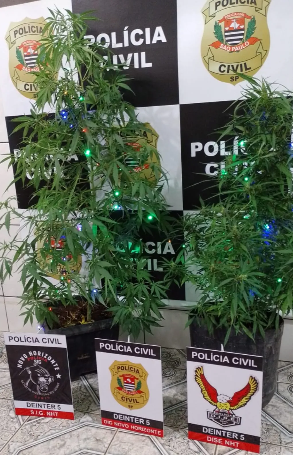 As plantas foram levadas para a delegacia