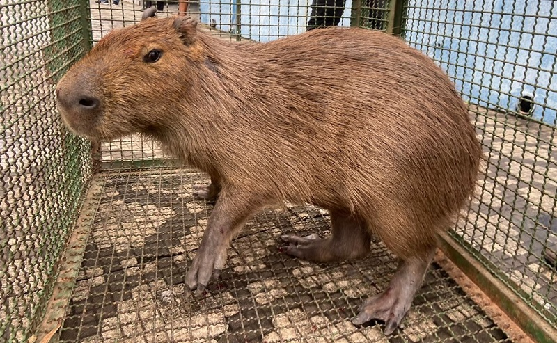 Capivara é capturada na região central de Taubaté Divulgação/Polícia Ambiental