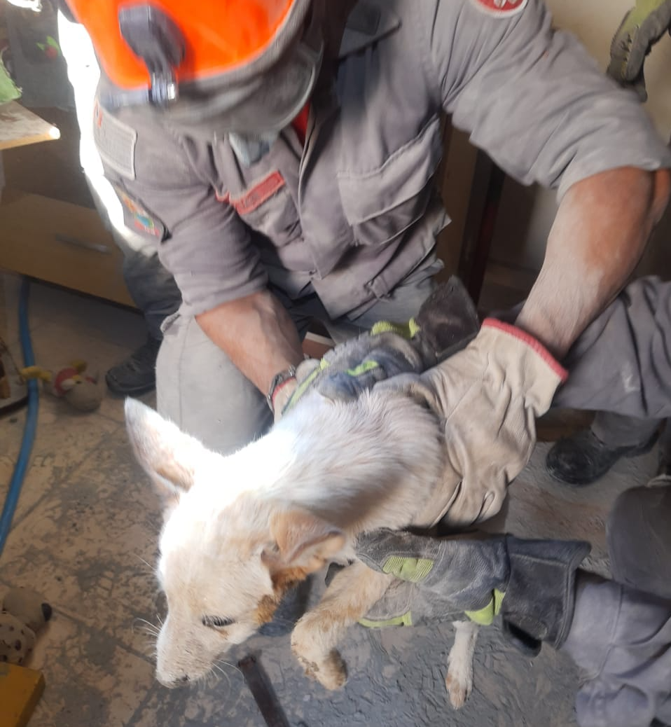 Cachorro é resgatado após 5h de trabalho do Corpo de Bombeiros Divulgação/Corpo de Bombeiros