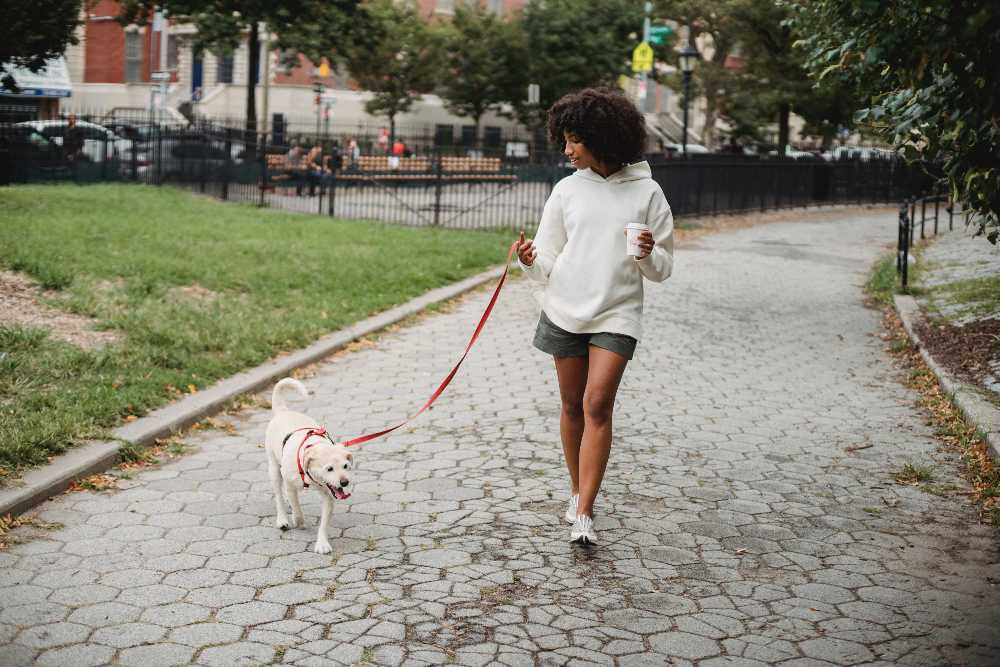 Quem adota um cachorro precisa levá-lo para caminhar Pexels