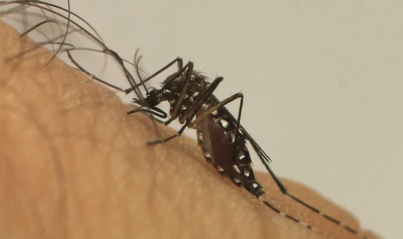 Rio Grande do Sul registra recorde de mortes por dengue