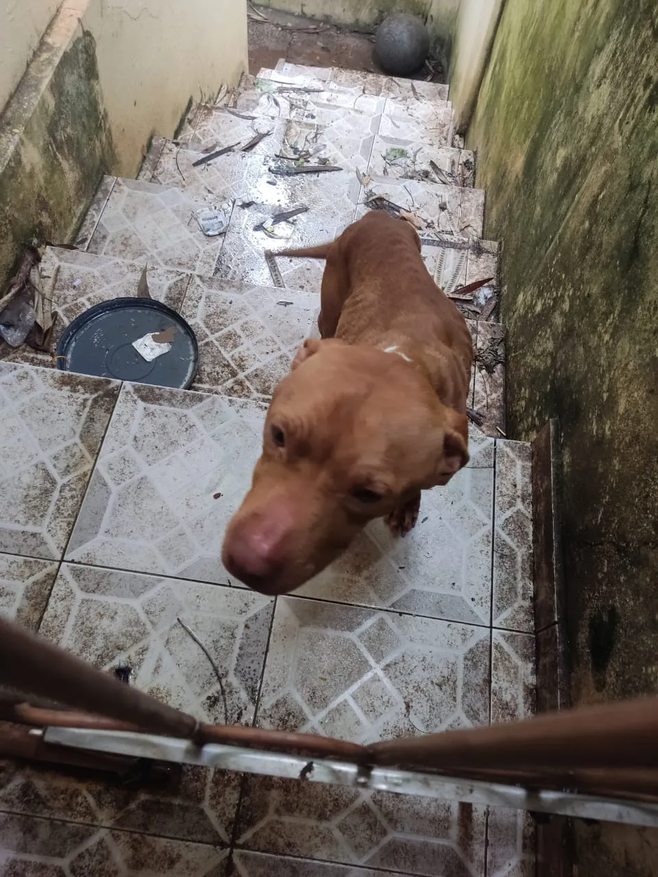 O animal estava na casa sem comida e água