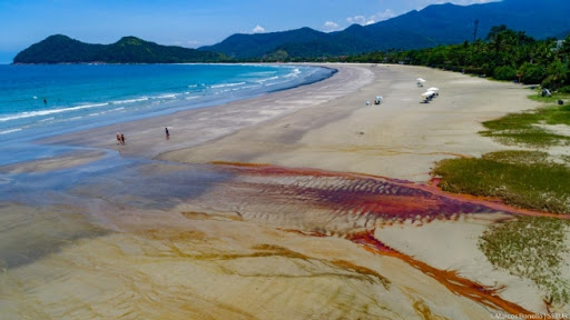 Praia da Baleia foi palco de um dos afogamentos  Divulgação/ Prefeitura de São Sebastião