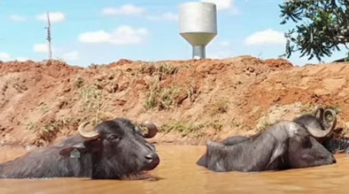 Fazendeiro denunciado por maus-tratos a búfalos é preso em Brotas (SP)