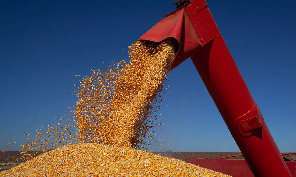 Colheita de grãos será superior a do ano passado