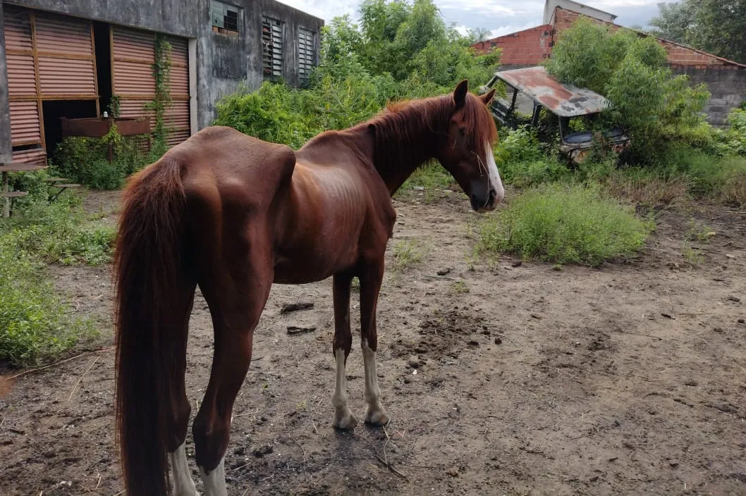 Homem é detido e multado em R$ 20 mil por maus-tratos a cavalos no