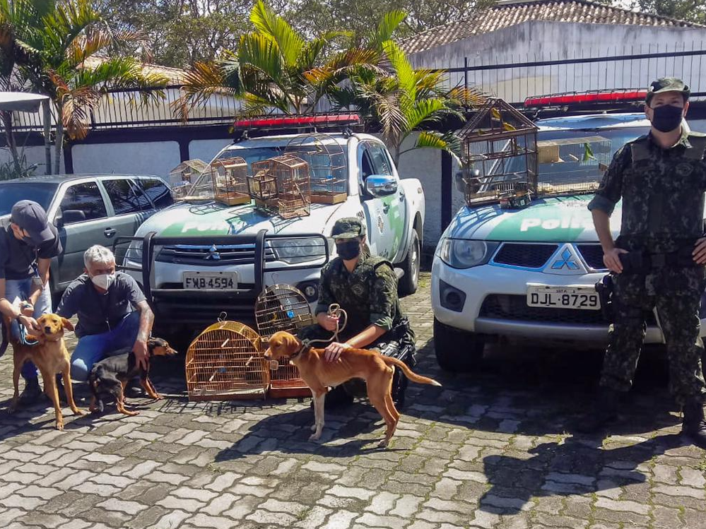 Equipe encontro aves e pássaros mau tratados  Divulgação/Polícia Militar Ambiental 