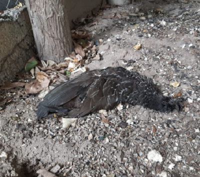 Animais foram encontrados mortos no Centro Polícia Federal/IPL