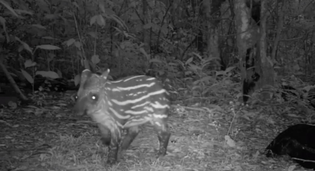 Filhote de anta é flagrado passeando em Cachoeiras de Macacu Câmeras de monitoramento/Reserva Ecológica De Guapiaçu