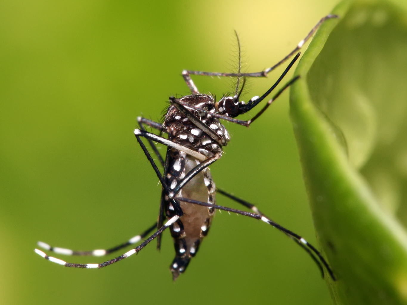 Ninguém morreu por dengue na cidade de SP em 2020