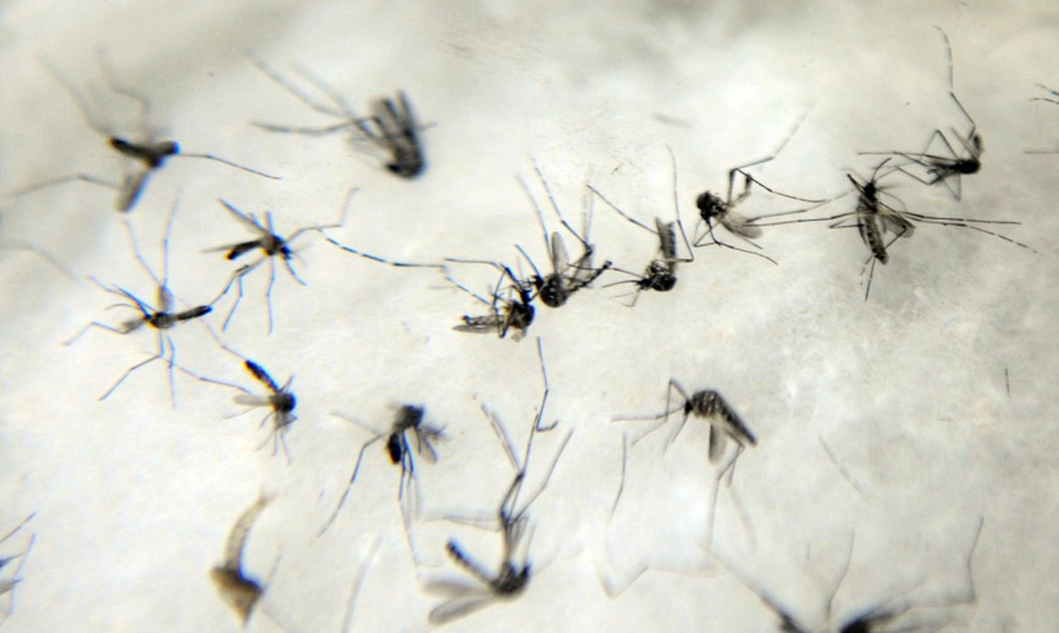 Mosquito também é o agente transmissor de doenças como a dengue o zika vírus Foto: Arquivo/Agência Brasil 