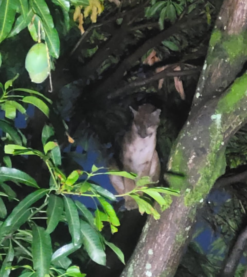 Corpo de Bombeiros foi acionado por vizinho do lote onde estava o animal Corpo de Bombeiros