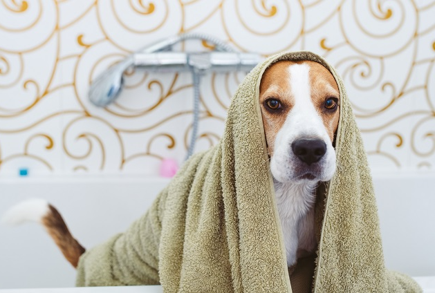 5 dicas para dar banho no cachorro em casa no inverno Envato Elements