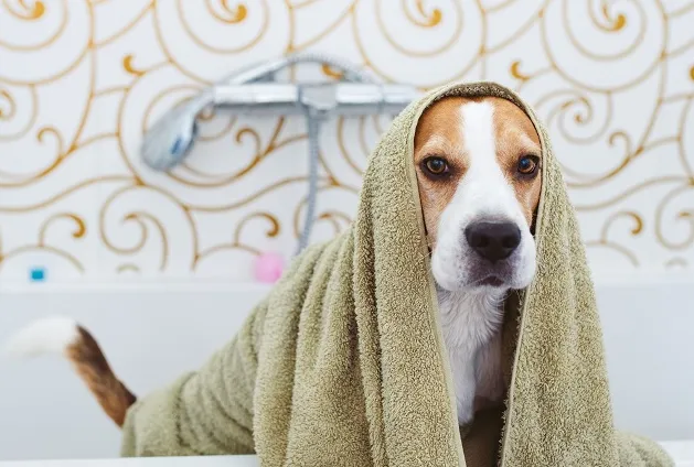 5 dicas para dar banho no cachorro em casa no inverno