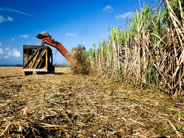 Produção da cana-de-açúcar deve chegar a 600 milhões de toneladas Fonte: Canva, 2022.