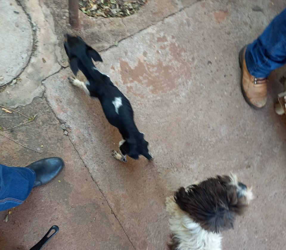 A polícia encontrou dois cachorros e um jabuti