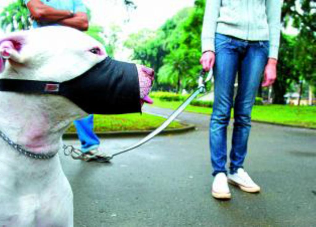 Objeto é comum, principalmente em cachorros de grande porte  Divulgação/ Assembleia Legislativa do Mato Grosso do Sul