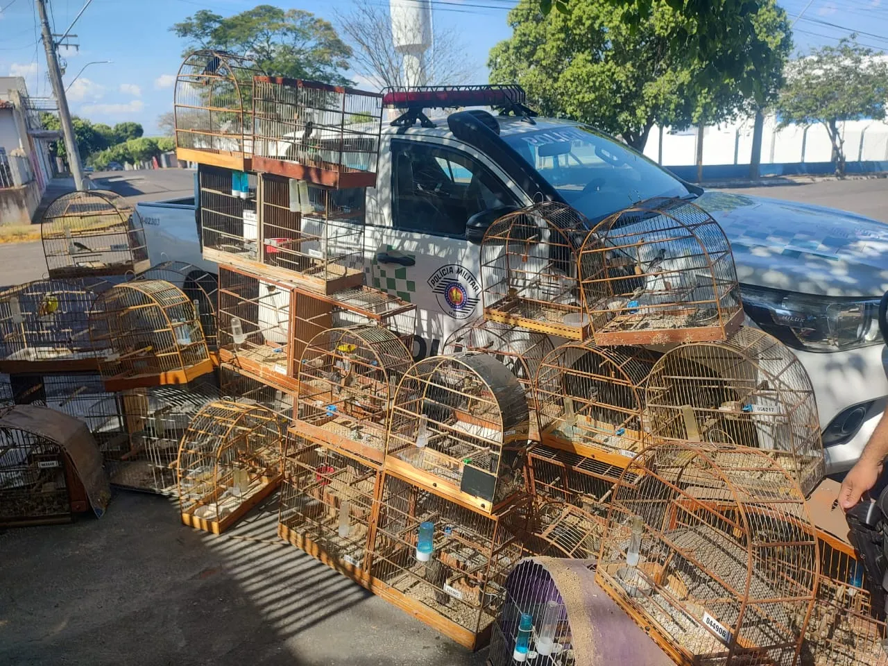 As aves estavam em uma casa na cidade de Adamantina