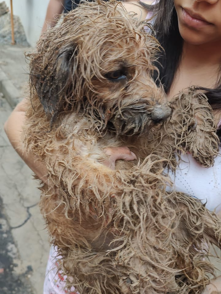 Militares quebraram parte do muro para soltar o cachorro Reprodução