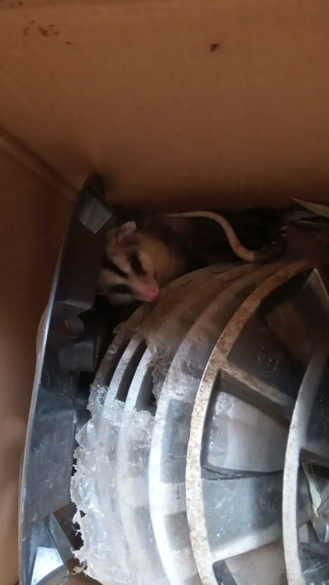 Animal está escondido dentro de uma caixa com calotas de carro 