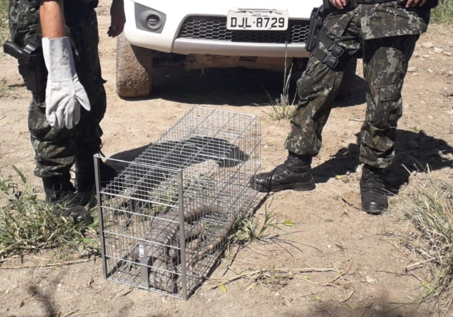 Polícia Ambiental realiza soltura de Teiú em Caraguatatuba Divulgação/ PM Ambiental