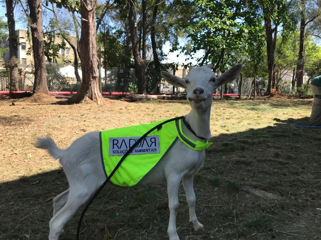 Carinhosamente chamada de Baby Bode, a cabra também auxilia no aparo da vegetação Divulgação