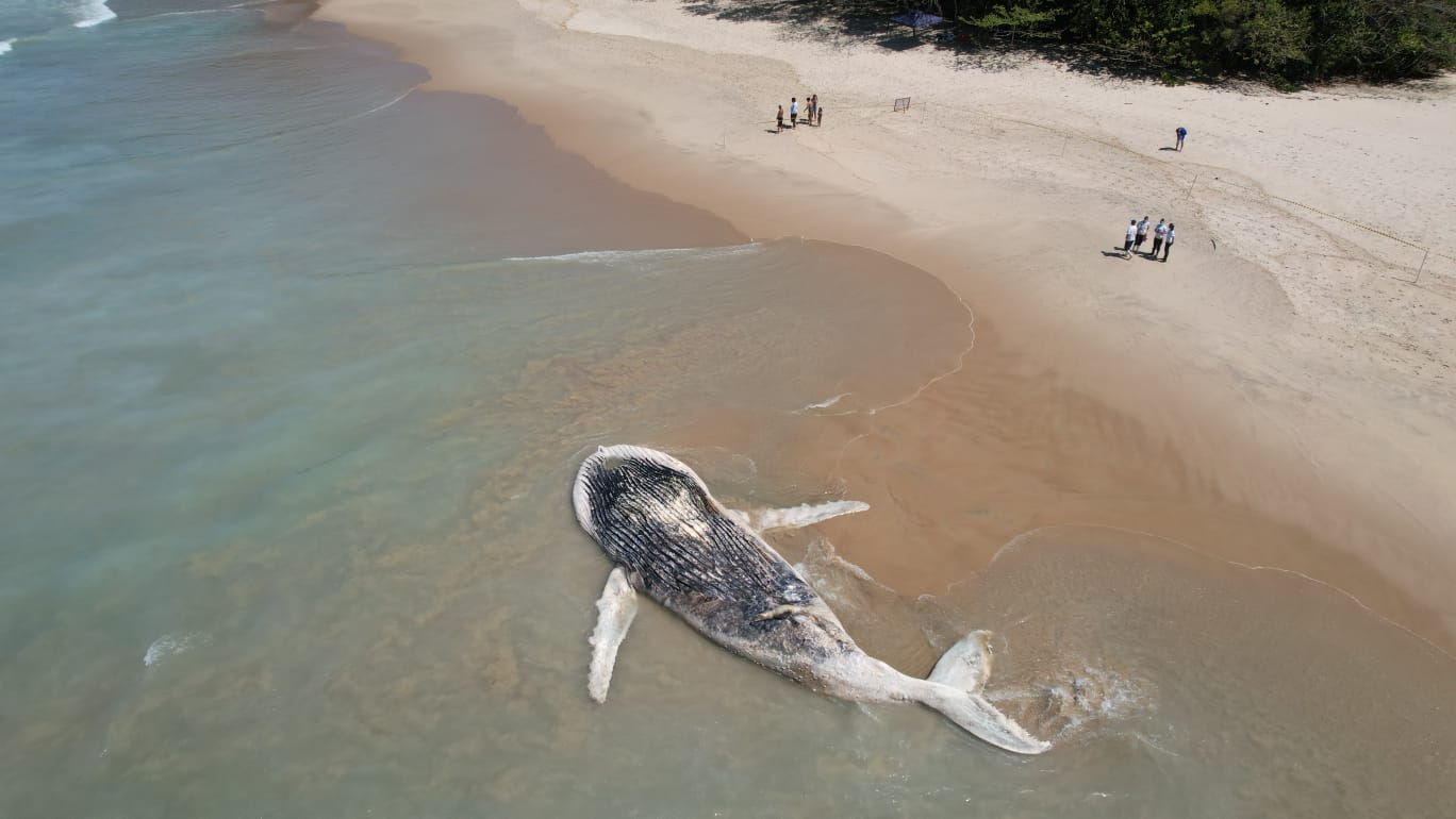 Animal foi localizado neste sábado na Praia do Félix Márcio Silva/Divulgação