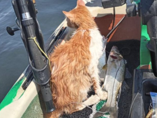 Pescadores que salvaram gato que caiu da ponte Rio-Niterói são homenageados