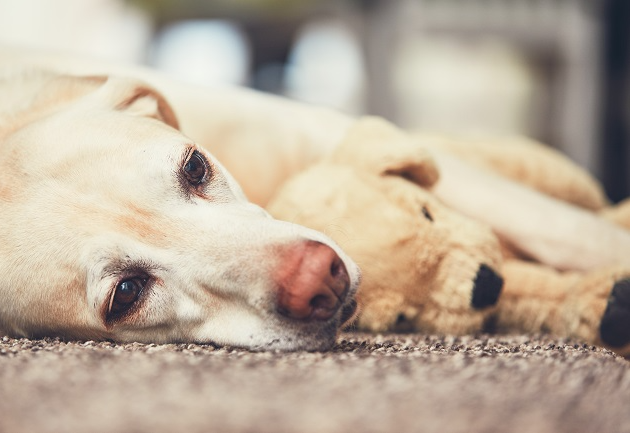 O que fazer quando o cachorro desenvolve gravidez psicológica? Manu Karsten responde Envato Elements