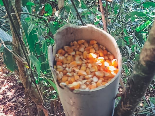 Abate de animais silvestres é localizado e desmontado pela Polícia Ambiental, em Caraguatuba Divulgação/Policia Militar Ambiental