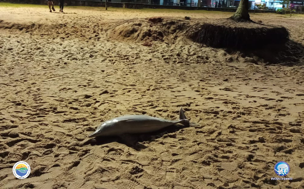 Os animais foram encaminhados para análise e necropsia Divulgação/ Instituto Argonauta