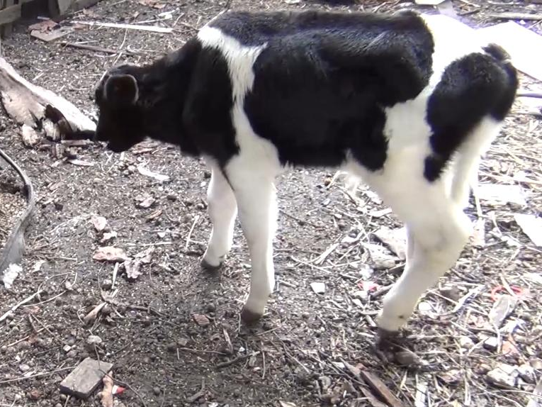 Bezerro foi encontrado na Vila Santos, em Caçapava  Divulgação/PM Ambiental 