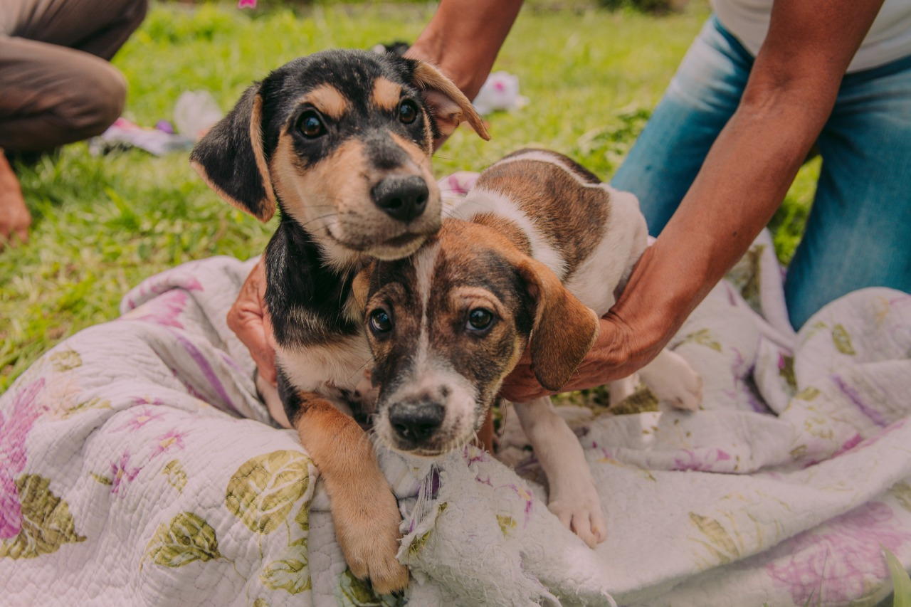 A meta do Governo do Estado é castrar 100 mil animais em 2022 Foto: Divulgação