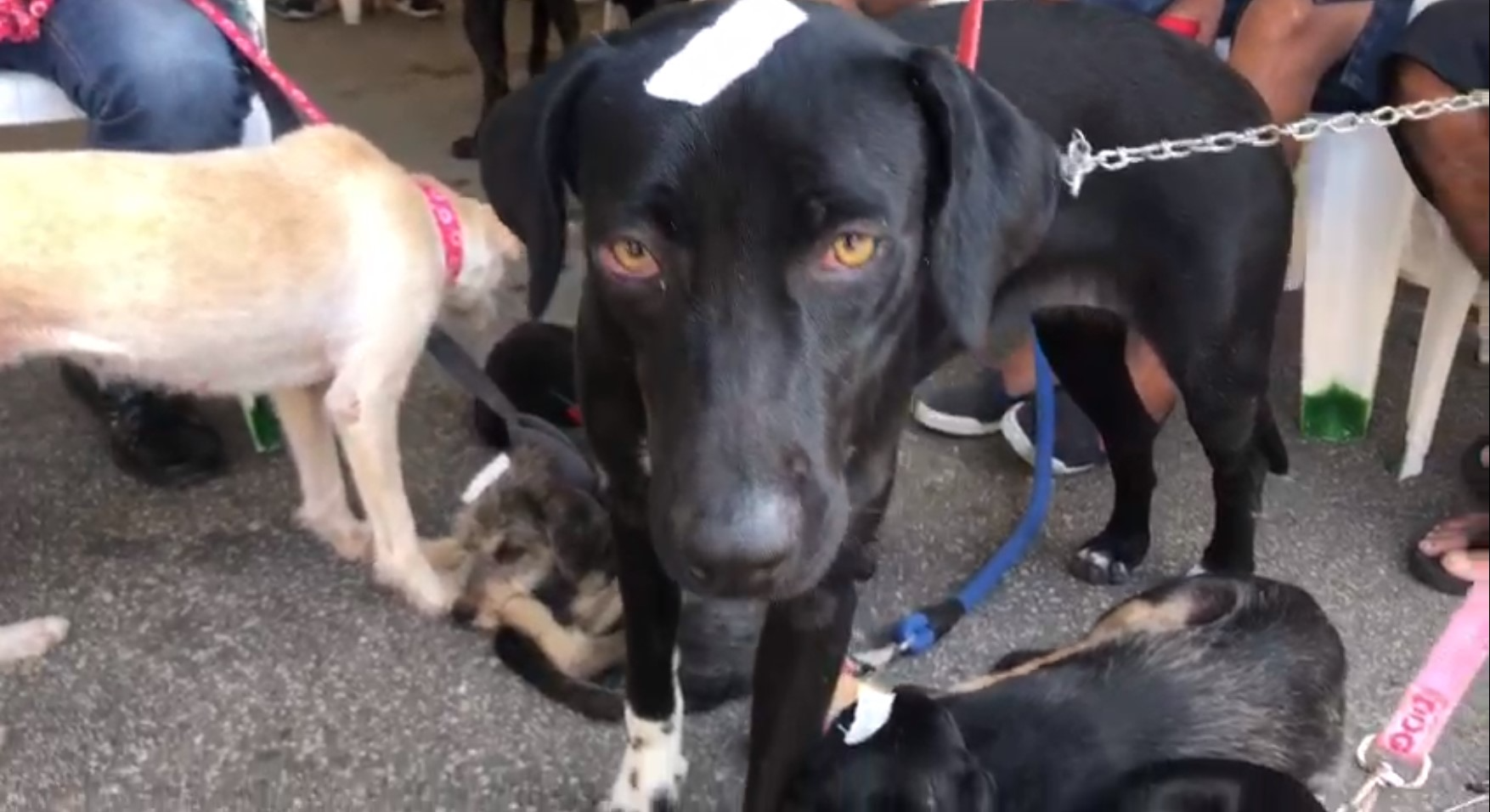 Estado inaugura posto de castração de animais no Maracanã Divulgação