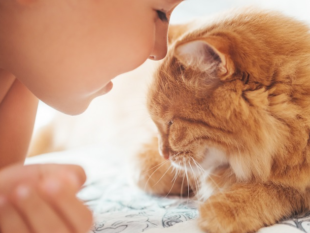 Como fazer um gato gostar de criança? Veterinária Manu Karsten responde Envato Elements