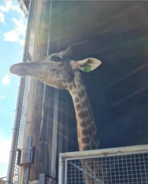 PF investiga se as girafas eram mantidas em locais irregulares