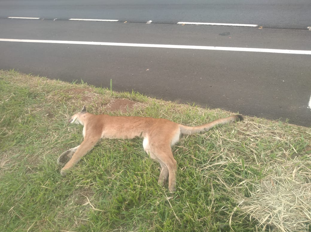 Onça foi encontrada no acostamento da rodovia  Foto/Wagner Morente 