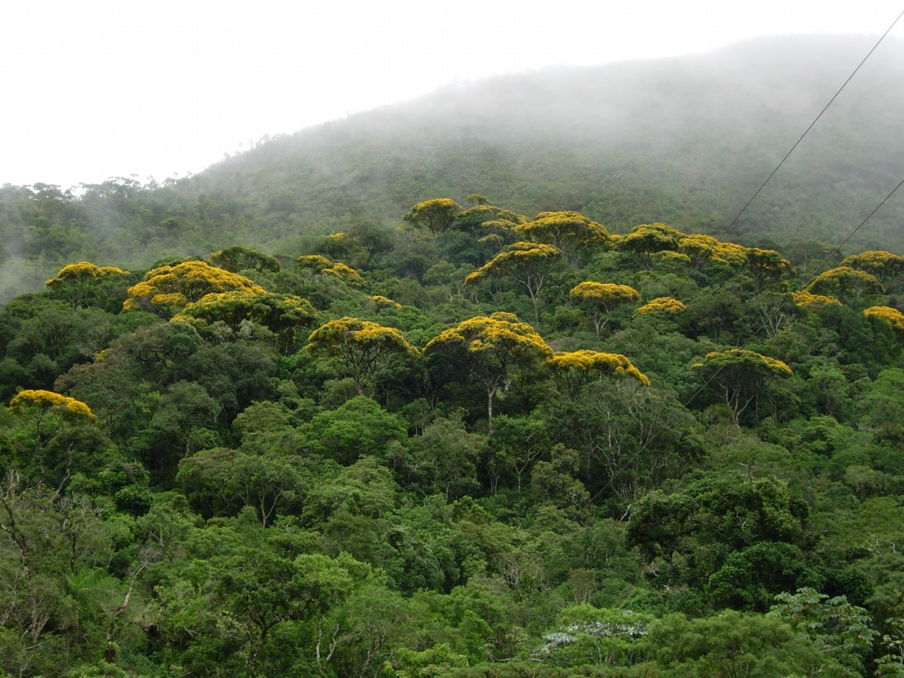 Minas Gerais lidera desmatamento da Mata Atlântica no país