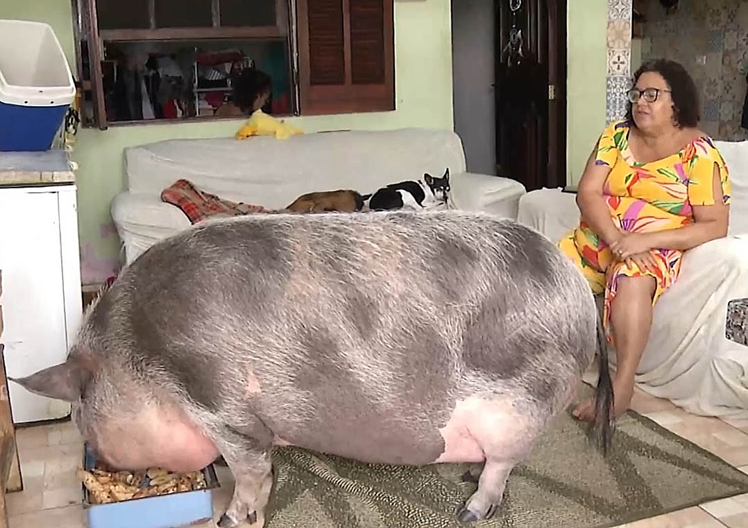 Mulher compra mini porca e animal chega a 250 kg em Peruíbe (SP)