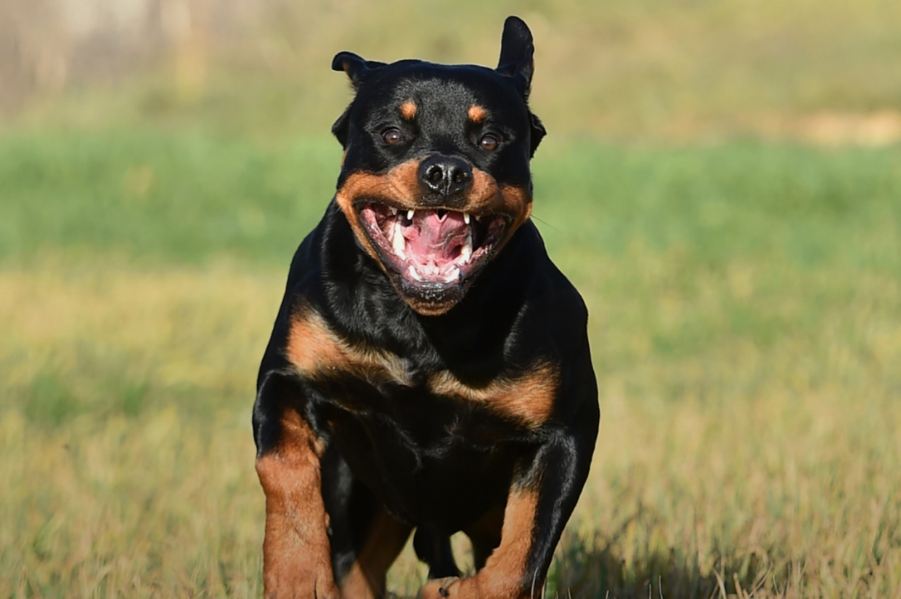 Militares que foram até a casa afirmaram que os cachorros estavam agressivos. Reprodução