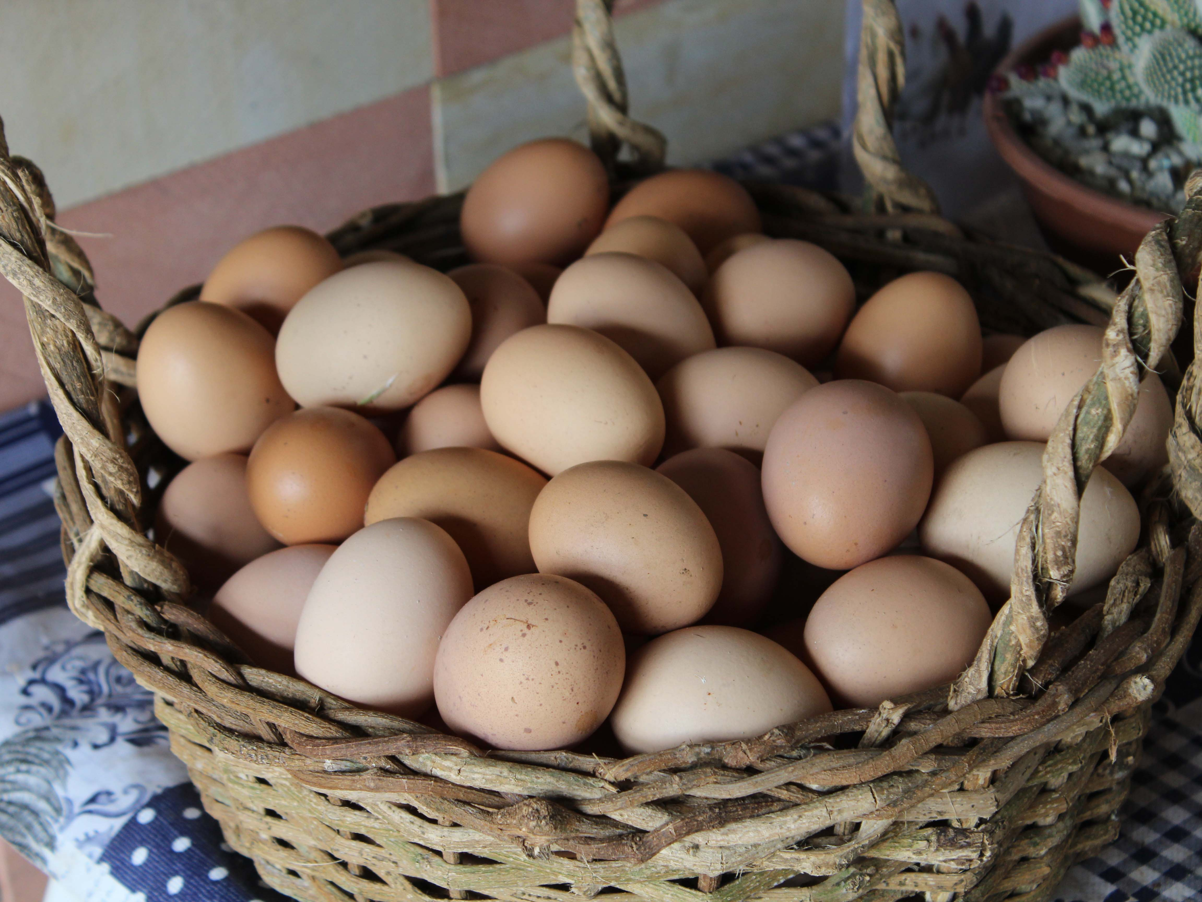 Preço do ovo pode subir nos próximos meses; aumento pode impactar também no valor das carnes de porco e frango Unsplash