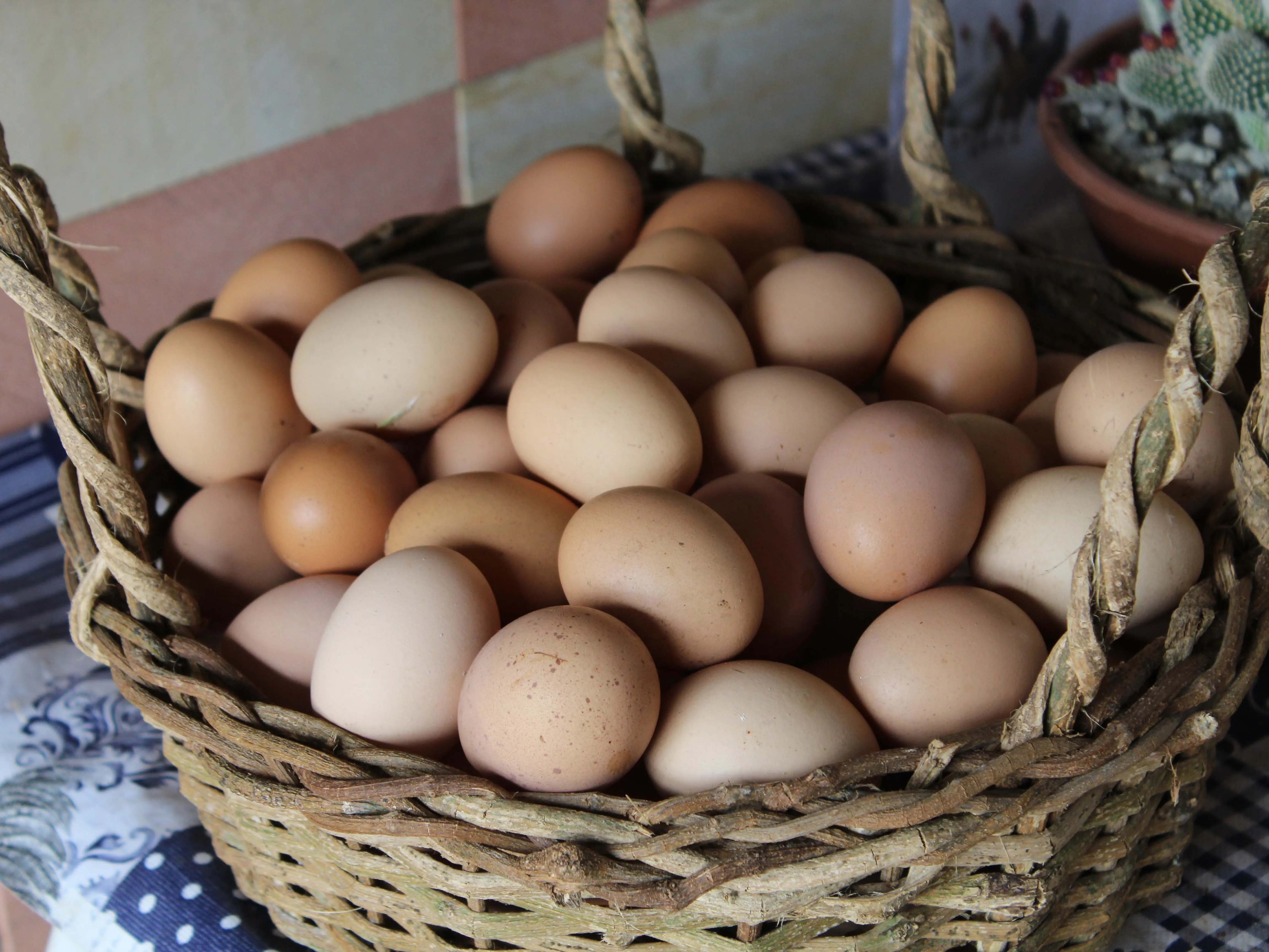 Preço do ovo pode subir nos próximos meses; aumento pode impactar também no valor das carnes de porco e frango