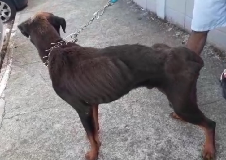 Cachorro foi encontrado sem condies de se locomover em So Jos dos Campos