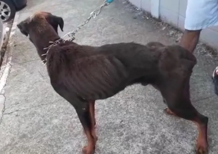 Cachorro foi encontrado sem condições de se locomover em São José dos Campos