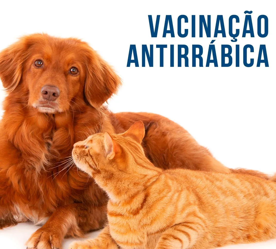 A vacinação nos animais segue esta semana