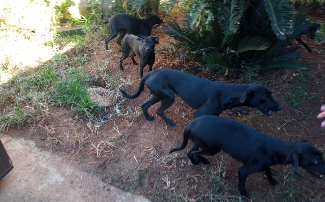 Zoonose e Polícia Civil Cientifica constataram a situação de maus tratos dos animais Divulgação/ PM Ambiental