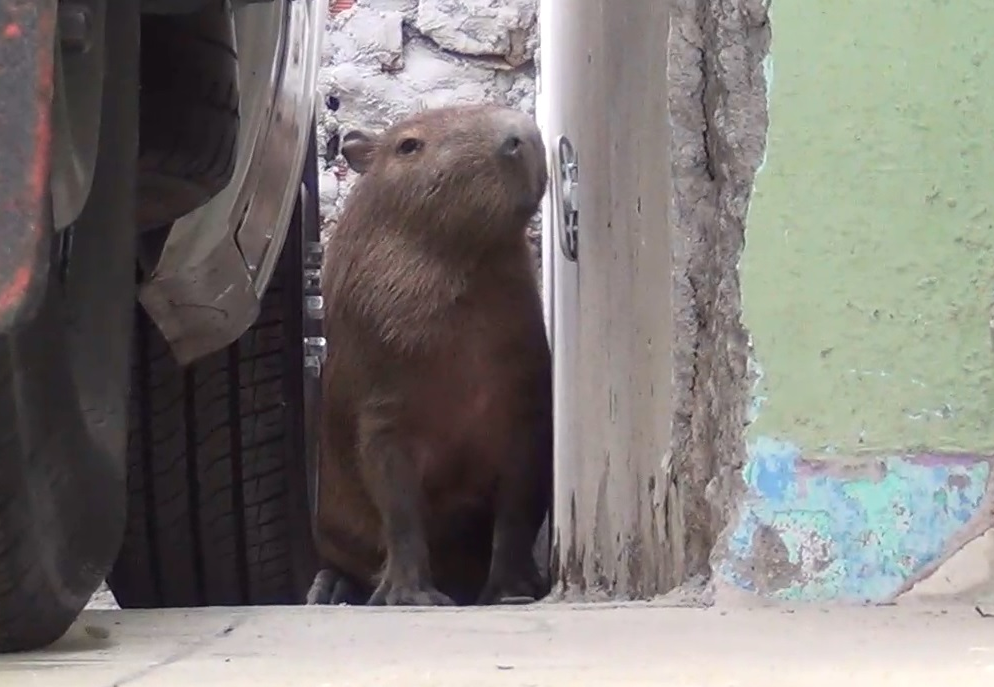 Capivara foi encontrada em garagem de casa em Taubaté Divulgação/Polícia Ambiental