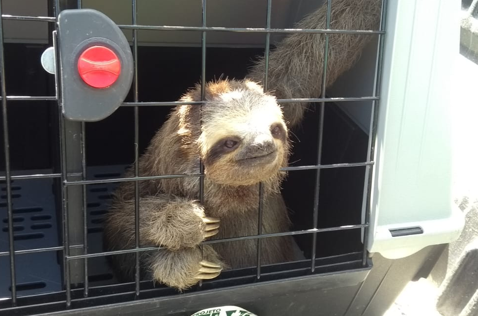 Bicho preguiça é devolvido à natureza em Natividade da Serra Band