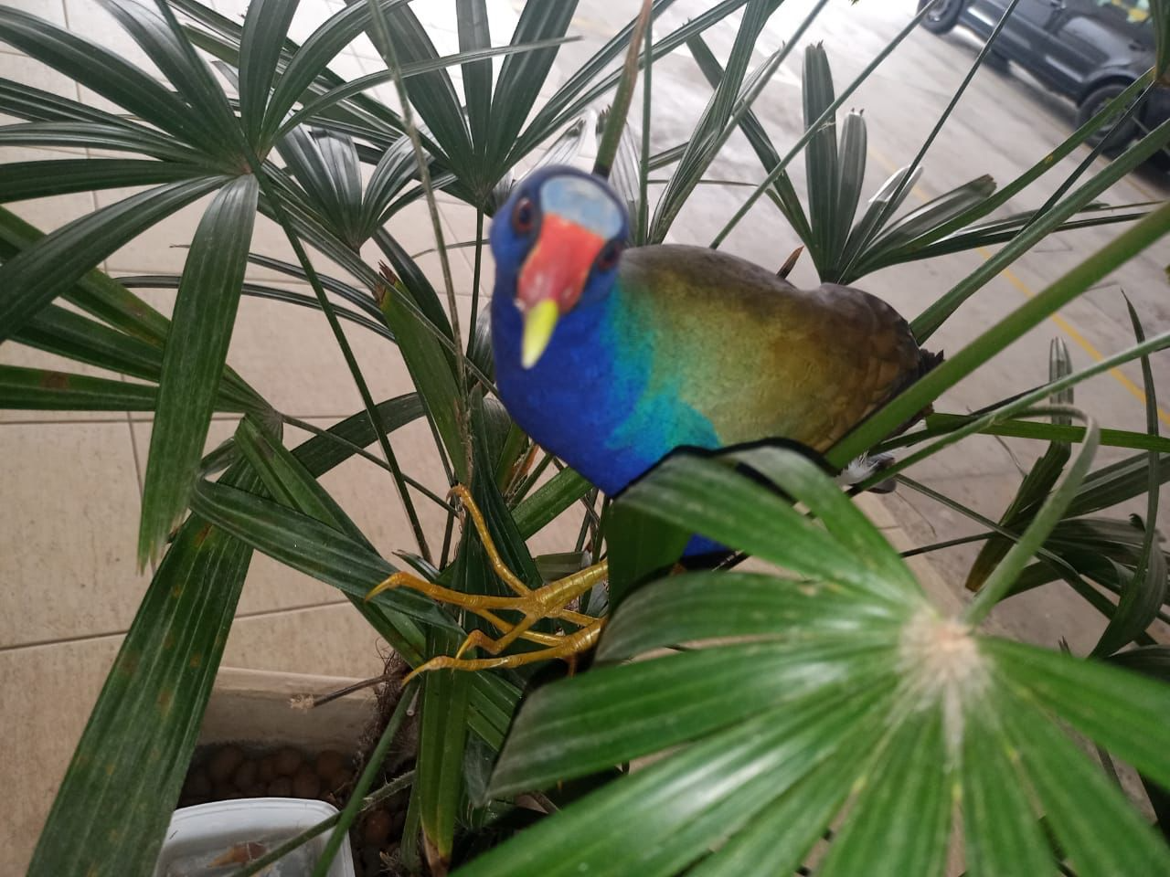 O frango dágua-azul é uma espécie de ave aquática da família dos ralídeos Divulgação/Guarda Municipal de Campos